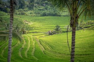 Bali Algemeen 0013