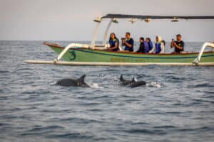 Algemeen Dolphins Tour