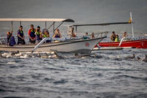 Algemeen Dolphins Tour